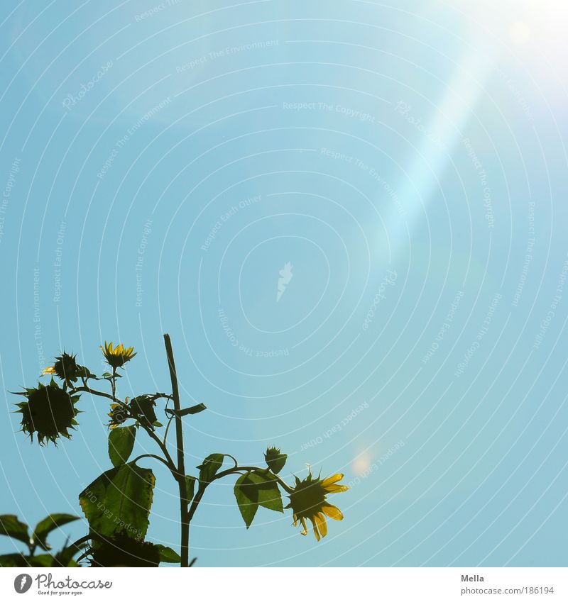 Lichtblick Umwelt Natur Pflanze Wolkenloser Himmel Sonnenlicht Schönes Wetter Blume Blüte Sonnenblume Park Sonnenstrahlen Blühend verblüht hell natürlich