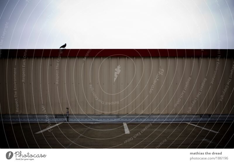 RABE AUF LAUER Himmel Herbst schlechtes Wetter Menschenleer Industrieanlage Parkhaus Gebäude Architektur Fassade Verkehr Autofahren Straße Tier Vogel Flügel 1