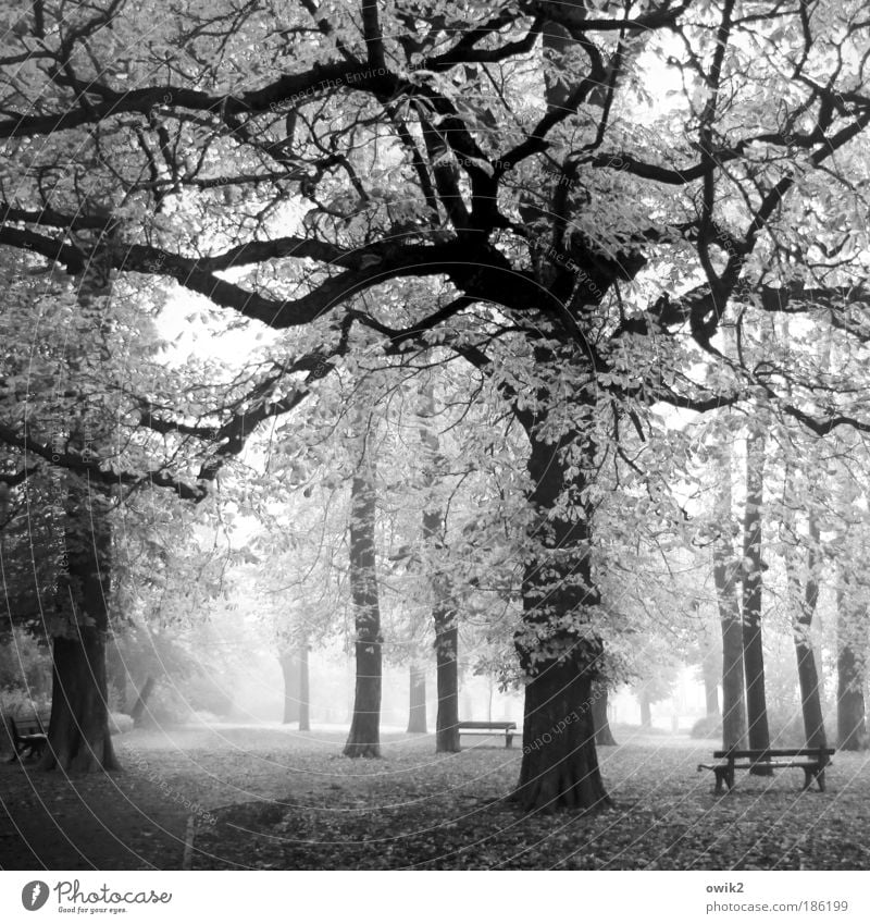 Stadtpark Umwelt Natur Landschaft Pflanze Erde Klima Wetter Nebel Baum Gras Sträucher Laubbaum Park Bautzen Deutschland Sachsen Lausitz Osten Europa