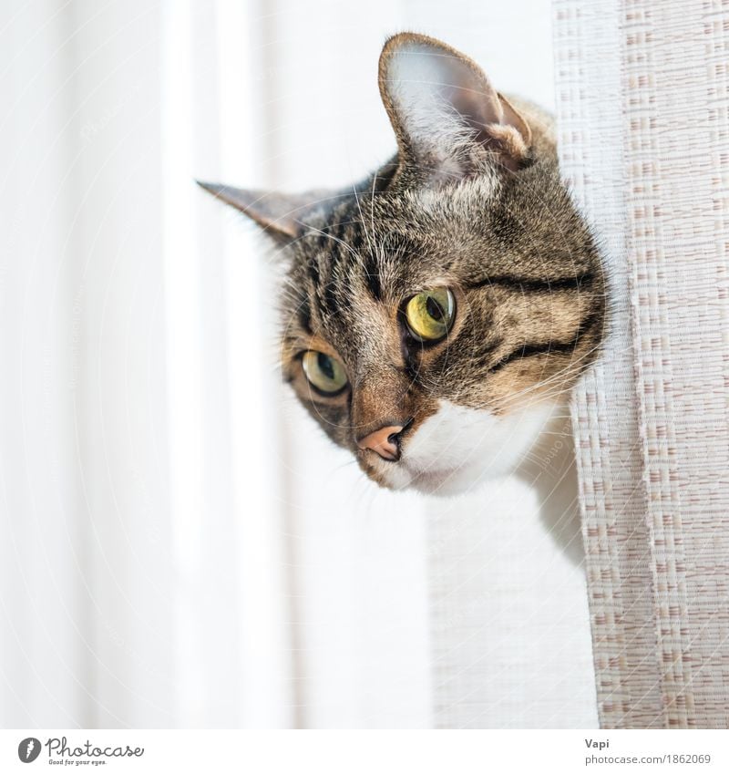 Graue gestreifte und neugierig schauende Katze Tier Fenster Fell Behaarung Haustier Tiergesicht 1 Streifen sitzen klein lustig niedlich braun gelb grau schwarz