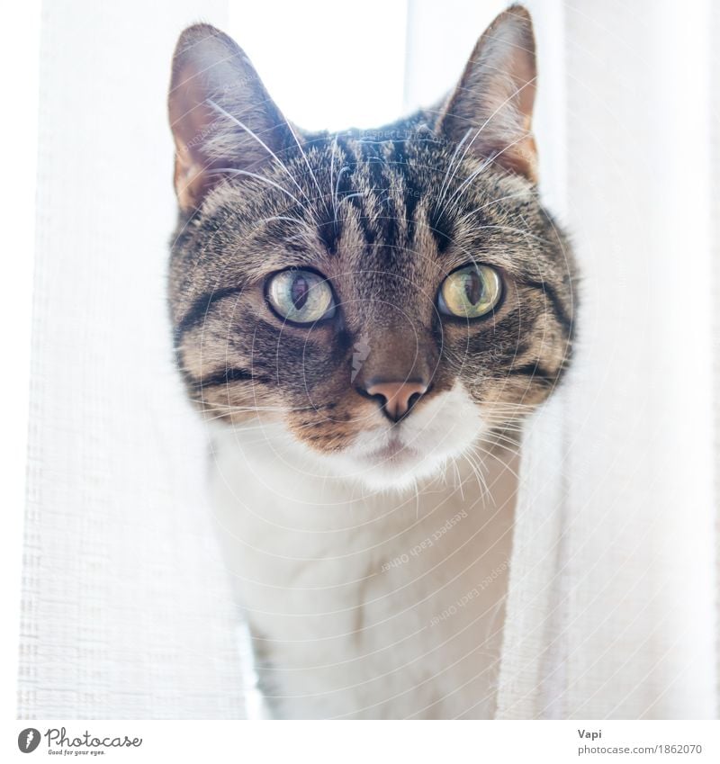 Graue gestreifte und neugierig schauende Katze schön Gesicht Tier Haustier Tiergesicht 1 sitzen klein lustig niedlich braun gelb grau schwarz weiß Katzenbaby