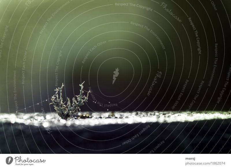 600 l wie aus fremden Welten Natur Pflanze Moos Grünpflanze Wildpflanze Flechten glänzend außergewöhnlich dünn authentisch einfach klein niedlich seltsam