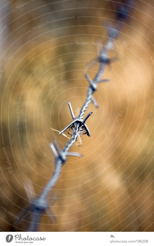 -x--x--X--x--x--x-- Landwirtschaft Forstwirtschaft Natur Sonne Sommer Klima Wärme Dürre Feld Schlucht Wüste Wilder Westen Mauer Wand Metall Knoten stachelig