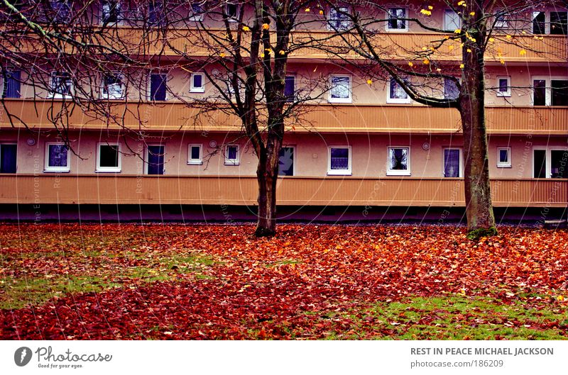 1. Dezember 2008 Häusliches Leben Wohnung Haus Handwerker Baustelle Natur Landschaft Erde Pflanze Baum Gras Blatt Wiese Stadt Mauer Wand Fassade Fenster Tür