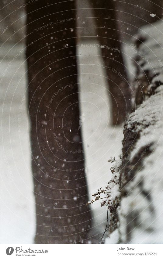 locker flockig Natur Winter Schnee Schneefall Pflanze Baum Sträucher fallen frieren frisch weiß ästhetisch Idylle Flocke Schneeflocke Schneelandschaft bedecken