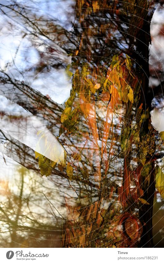 Der Geist der vergangenen Herbstzeit Natur Baum Blatt Park Wald außergewöhnlich einzigartig chaotisch Energie geheimnisvoll Leben Surrealismus Unendlichkeit