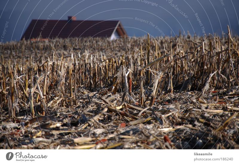 Stoppelfeld Ferien & Urlaub & Reisen Ausflug Winter Haus Umwelt Natur Landschaft Himmel Wolkenloser Himmel Herbst Feld natürlich stachelig trist braun