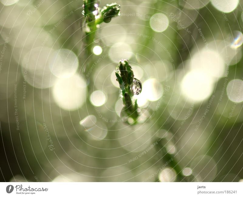 lichtblick Umwelt Natur Wasser Wassertropfen Sonnenlicht Schönes Wetter Sträucher frisch glänzend hell nass natürlich grün ruhig jarts Farbfoto Außenaufnahme