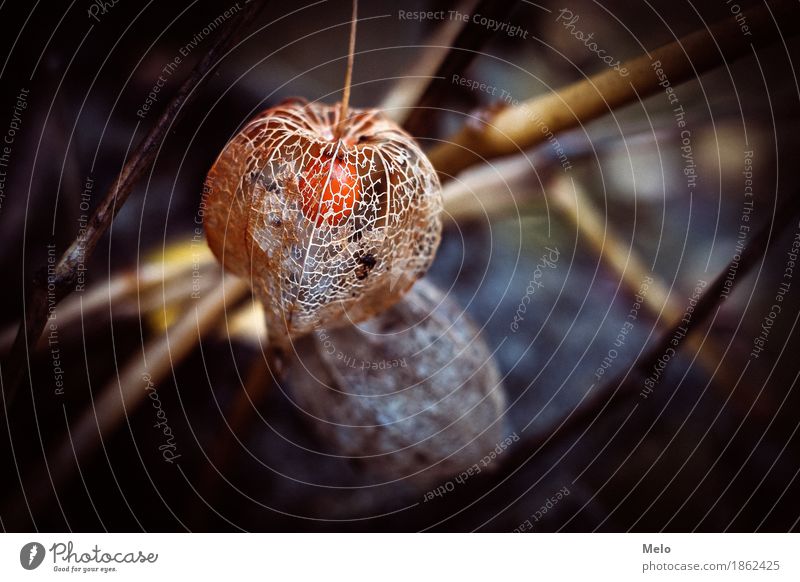 Physalis Natur Landschaft Pflanze Tier Herbst Winter Blume Blüte Grünpflanze Garten trist wild weich blau orange Gelassenheit ruhig Farbfoto Außenaufnahme