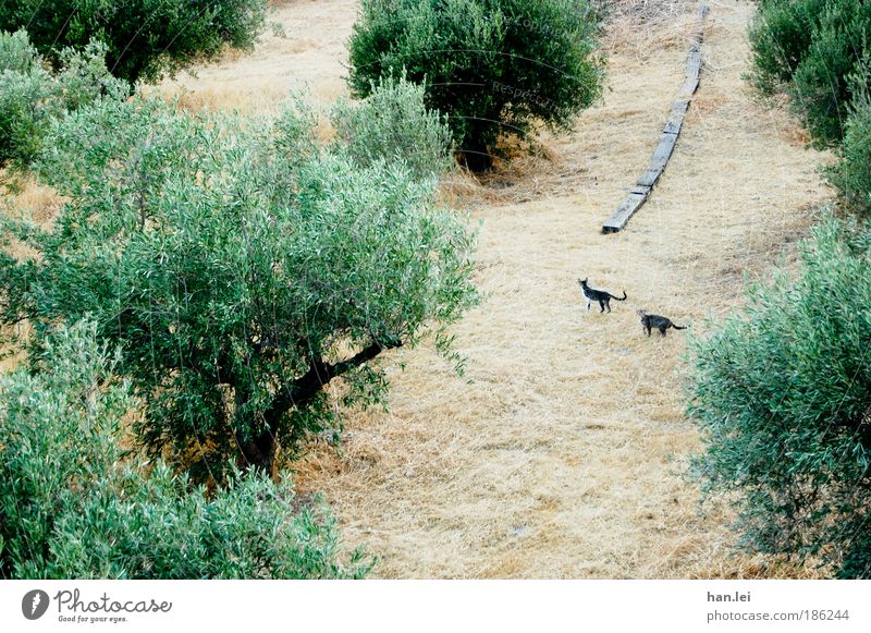 Katzen Natur Tier Erde Sommer Schönes Wetter Baum Sträucher Grünpflanze Nutzpflanze Haustier Wildtier 2 Tierpaar Tierjunges Tierfamilie beobachten entdecken