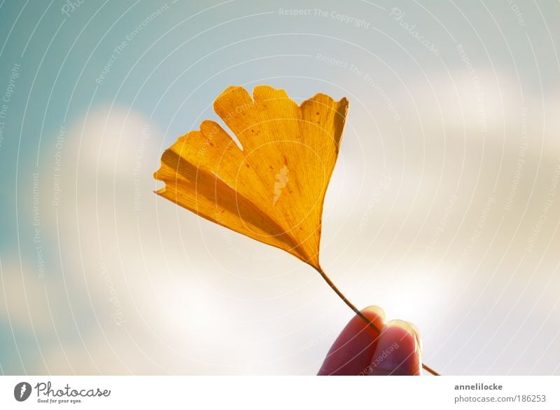 Ginkgo Ernährung Finger Umwelt Natur Pflanze Himmel Sonne Herbst Baum Blatt Nutzpflanze Wildpflanze exotisch Park ästhetisch hell gelb Glück Optimismus Hoffnung