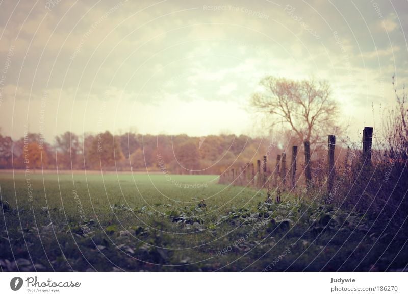 Gemalter Herbst Kunst Kunstwerk Umwelt Natur Landschaft Himmel Wetter Schönes Wetter Pflanze Baum Gras Wiese Feld Wald Zaun Erholung Unendlichkeit natürlich