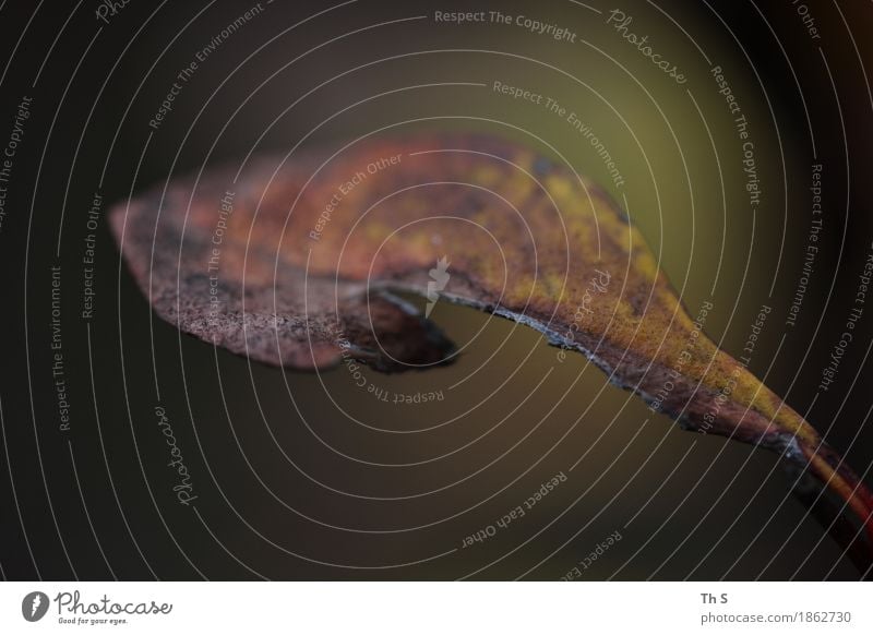 Blatt Natur Pflanze Herbst Winter verblüht alt ästhetisch authentisch einfach elegant natürlich braun grün Gelassenheit geduldig ruhig Senior einzigartig