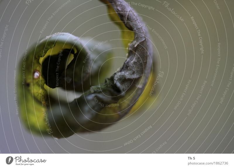 Blatt Natur Pflanze Herbst Winter Bewegung verblüht ästhetisch authentisch elegant natürlich grau grün Gelassenheit geduldig ruhig einzigartig Farbfoto