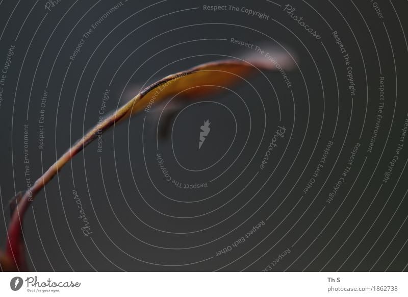 Blatt Natur Pflanze Herbst Winter Bewegung verblüht ästhetisch authentisch einfach elegant natürlich braun grau Gelassenheit geduldig ruhig einzigartig schön