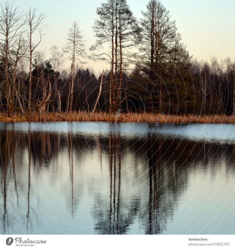 Was ist los im Moos? Landschaft Urelemente Erde Wasser Himmel Winter Klima Schönes Wetter Baum Gras Sträucher Seeufer Teich Moor Moorsee Naturschutzgebiet