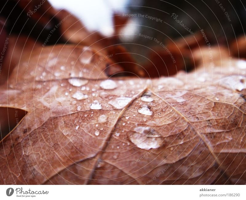 Eichenblatt im Herbst Umwelt Natur Pflanze Urelemente Wasser Wassertropfen Sonne Sonnenlicht Wetter Schönes Wetter Regen Blatt Park nass welk Blattadern