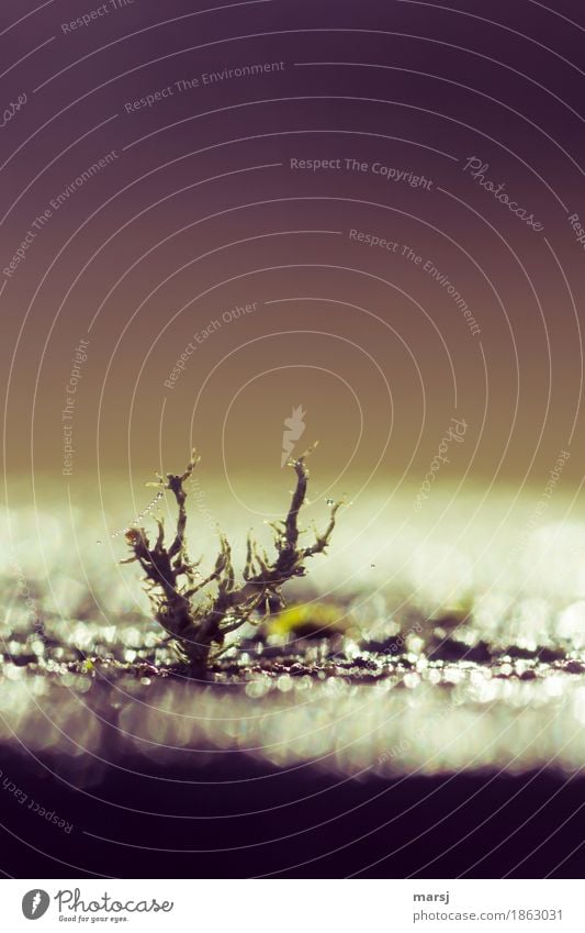 Flechte mit Wassertröpfchen an den Spinnenfäden. Unscheinbar aber edel. Natur Flechten Morgen klein Makroaufnahme Gedeckte Farben abstrakt außergewöhnlich