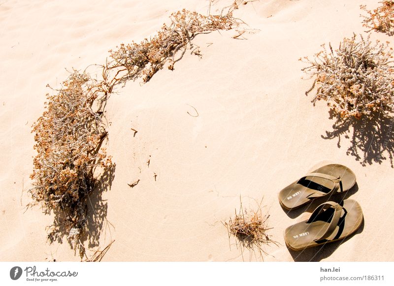 No Way Wellness Leben Wohlgefühl Erholung Ferne Sommer Sommerurlaub Strand Meer Natur Pflanze Schönes Wetter Dürre Gras Sträucher Bekleidung Schuhe Flipflops