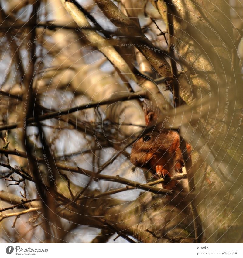 ..kriegst mich nicht! Herbst Winter Pflanze Baum Tier Wildtier Tiergesicht Fell Krallen Pfote 1 hocken kuschlig niedlich Sicherheit Schutz Geborgenheit