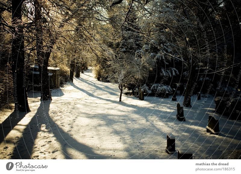 DER LETZTE WEG Umwelt Natur Landschaft Pflanze Winter Schönes Wetter Eis Frost Schnee Baum Park Wald schön Hoffnung Glaube Traurigkeit Idylle ruhig Tod