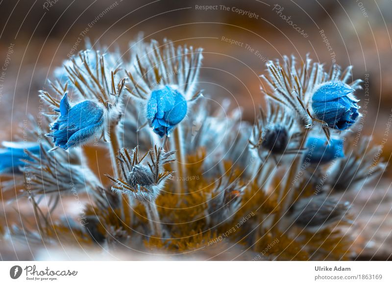 Kuhschellen (Pulsatilla) elegant Stil Design Innenarchitektur Dekoration & Verzierung Bild Poster Postkarte Natur Pflanze Frühling Blume Blatt Blüte Wildpflanze