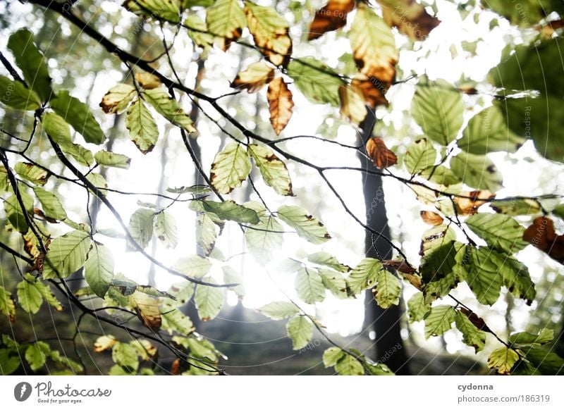 Guten Morgen! Leben harmonisch Wohlgefühl Erholung ruhig Umwelt Natur Baum Blatt Wald ästhetisch Bewegung einzigartig Freiheit Idylle Lebensfreude Leichtigkeit