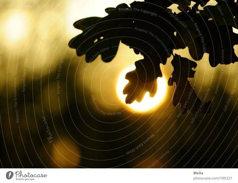 Sonnenhungrig Umwelt Natur Pflanze Sonnenaufgang Sonnenuntergang Baum Blatt Eiche Eichenblatt Park hängen leuchten Wachstum natürlich Stimmung Lebensfreude