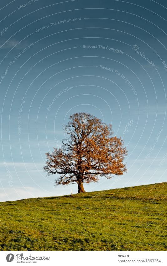 Baum Umwelt Natur Landschaft Pflanze Garten Park Feld Hügel alt Herbst Sonnenstrahlen Jahreszeiten orange Blatt Berghang Gras Farbfoto Außenaufnahme