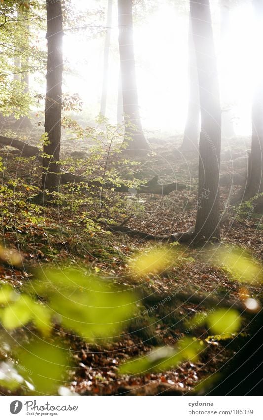 Lichtdurchflutet Leben Erholung ruhig Umwelt Natur Landschaft Wetter Baum Blatt Wald ästhetisch einzigartig Energie geheimnisvoll Idylle Kraft Lebensfreude