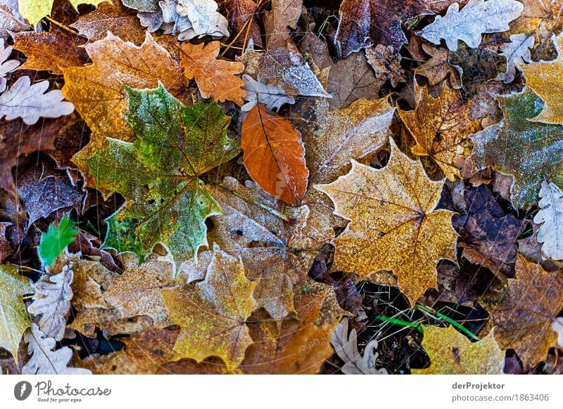 Bunte, nasse Blätter Baum Berlin Blaetter Herbst Joerg Farys www.dieprojektoren.de vergängliche Menschenleer Textfreiraum links Textfreiraum rechts