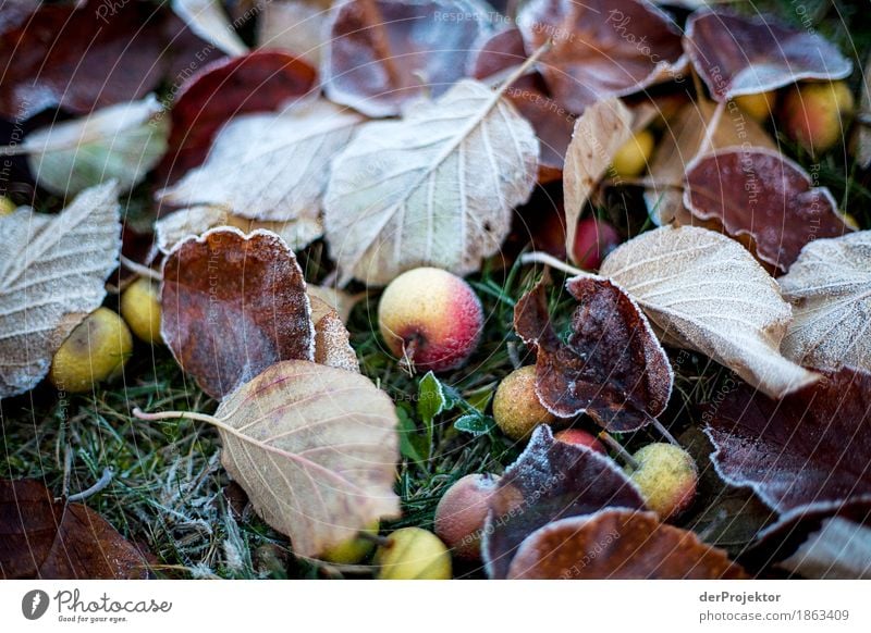 Frostiges Fallobst Ferien & Urlaub & Reisen Tourismus Ausflug Abenteuer wandern Umwelt Natur Landschaft Pflanze Herbst Schönes Wetter Eis Nutzpflanze Wiese Wald