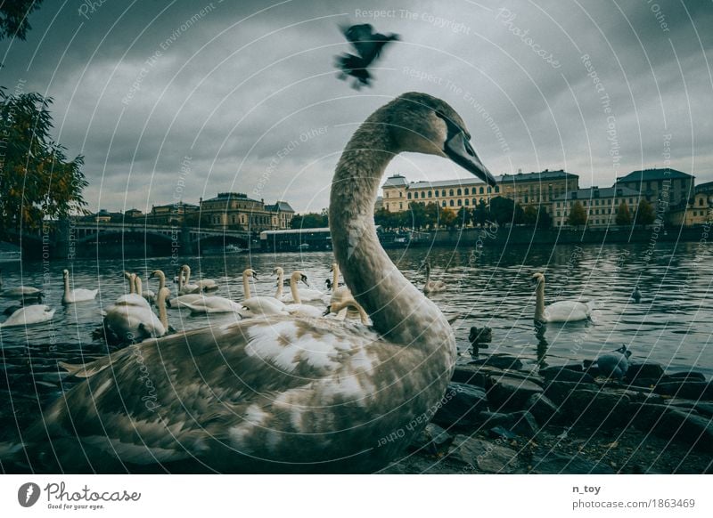 Swans Wasser Gewitterwolken Herbst schlechtes Wetter Flussufer Moldau Prag Tschechien Europa Stadt Hauptstadt Altstadt Brücke Taube Flügel Schwan Tiergruppe