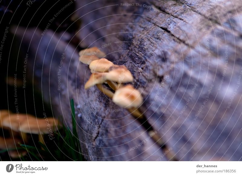 mario wächst weiter und weiter Bioprodukte Pilzsuppe Natur Pflanze Grünpflanze Nutzpflanze Wildpflanze Holz Wachstum klein viele Baumstamm Farbfoto