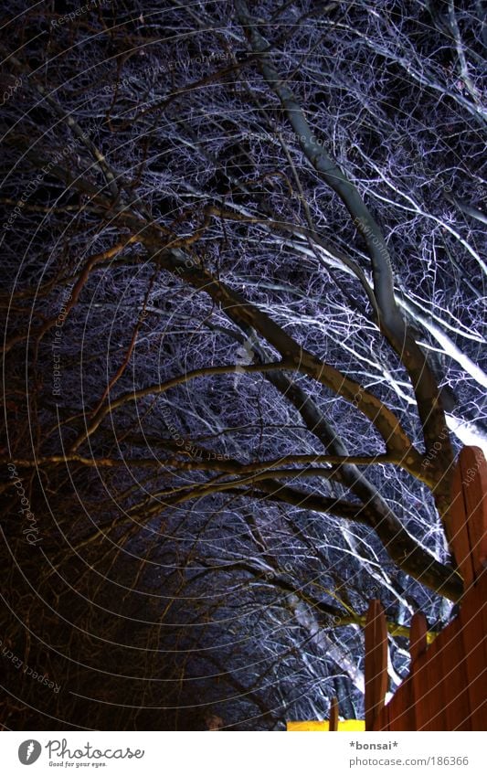 zauberwald Nachtleben Weihnachtsmarkt Kunst Veranstaltung Herbst Baum Wald Holz leuchten außergewöhnlich dunkel fantastisch gruselig natürlich blau braun bizarr