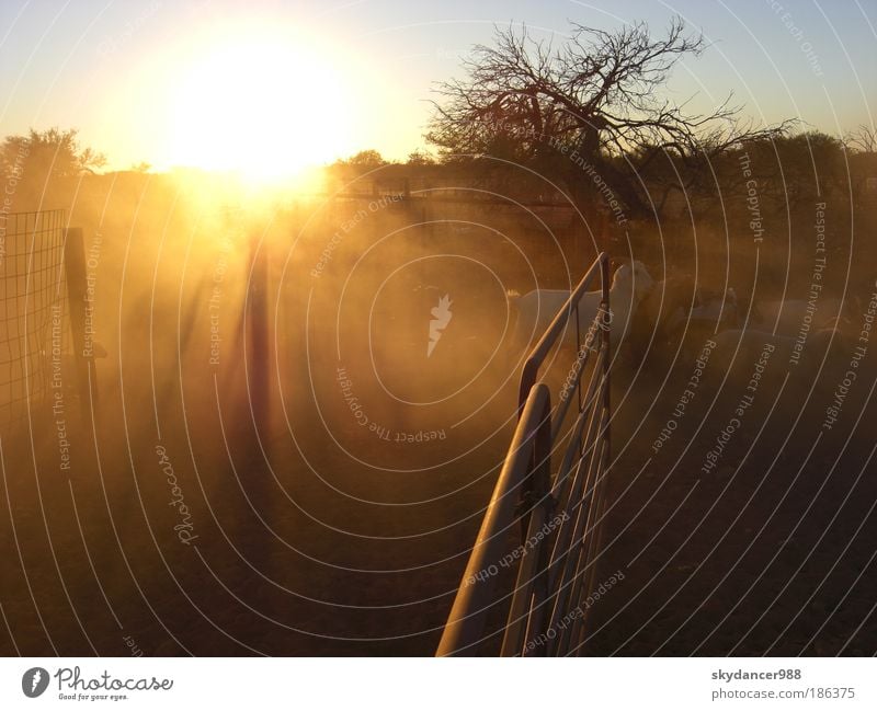 Impression of Down Under Beruf Farmer - Schafszüchter - Schafszucht - Zucht Arbeitsplatz Wüste - Desert  - Farm - Outback - Gehege Umwelt Natur Landschaft Erde