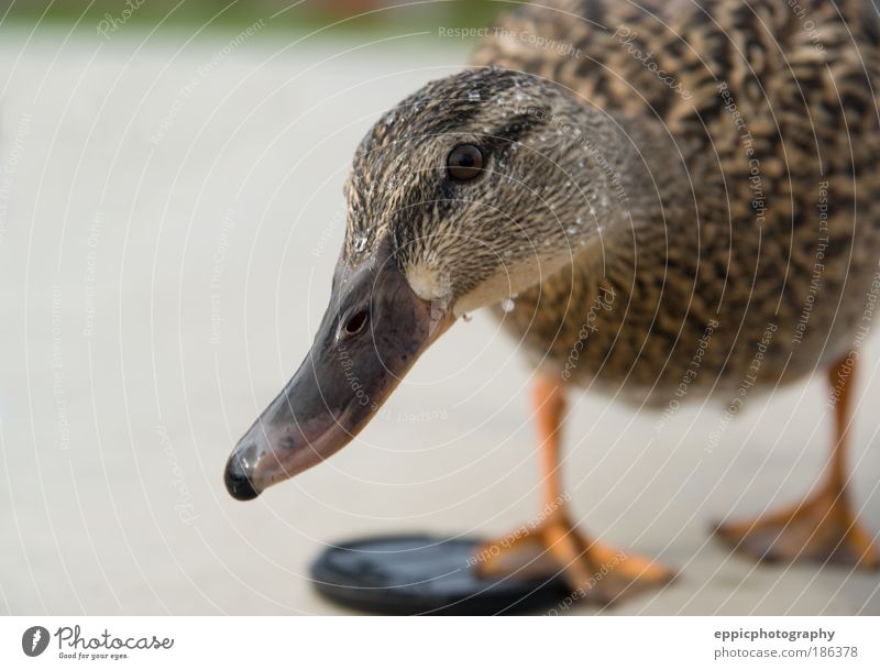 Neugierige Ente Tier Vogel gelb Interesse Feder Stockente im Freien Pose posierend Entenvögel Farbfoto Außenaufnahme Nahaufnahme Menschenleer Textfreiraum links