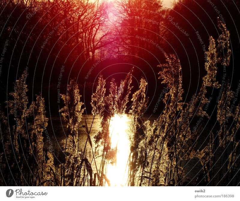 Rotlichtbestrahlung Umwelt Natur Landschaft Pflanze Wasser Klima Schönes Wetter Baum Sträucher Blatt Wildpflanze Schilfrohr Wasserpflanze Wald Seeufer Teich