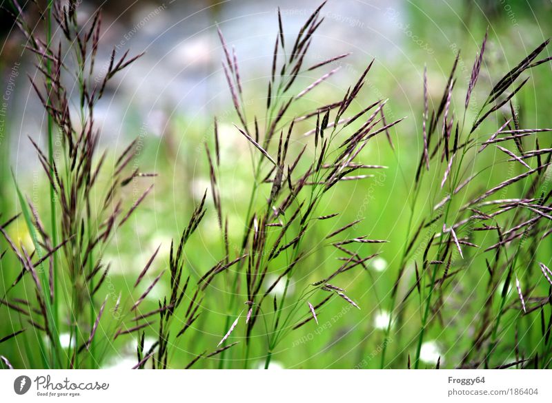 Sommerwiese Ferien & Urlaub & Reisen Ausflug Freiheit Sommerurlaub Sonne Klettern Bergsteigen Umwelt Natur Landschaft Pflanze Schönes Wetter Gras Wiese Alpen