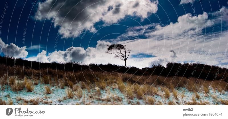 Wild und weit Umwelt Natur Landschaft Pflanze Himmel Wolken Herbst Klima Schönes Wetter Baum Gras Sträucher Strand Ostsee Weststrand Horizont Idylle Ferne Wind