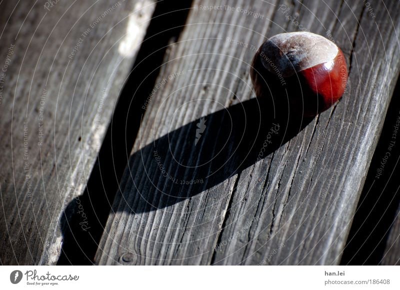 Schlagschatten Pflanze Herbst Park fallen liegen Herbstferien Bank Kastanie Holz Schatten schwarz braun rund Ball rustikal alt Farbfoto Außenaufnahme