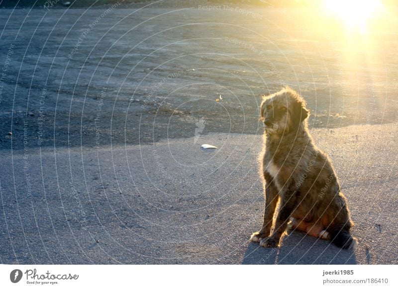 Hund Umwelt Natur Sand Sommer Herbst Tier Haustier 1 hocken knien leuchten Ferien & Urlaub & Reisen Blick träumen Farbfoto Außenaufnahme Menschenleer