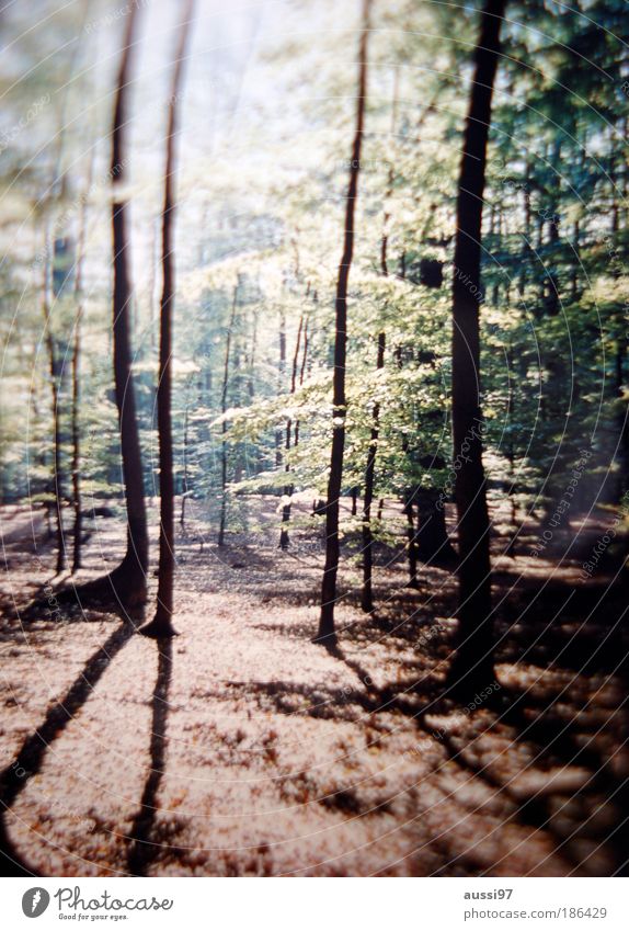 A forest Wald Förster Saurer Regen Abholzung Brennholz Weide Klimawandel Klimaschutz