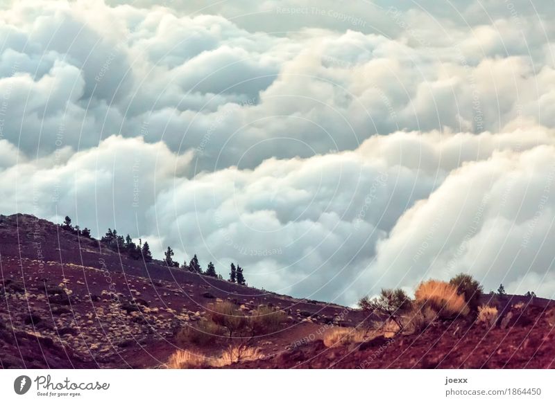 Wolkenstrand Berge u. Gebirge Natur Landschaft Erde Himmel Schönes Wetter Teide Unendlichkeit hoch oben Fernweh Hoffnung Idylle Wolkenfeld fluffig Farbfoto