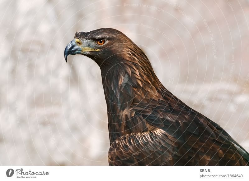 Porträt von Adler Natur Tier Vogel 1 wild braun Vogelwelt Schnabel Geldscheine neb Steinadler Vogelbeobachtung Fauna federleicht gefiedert Gefieder Tierwelt