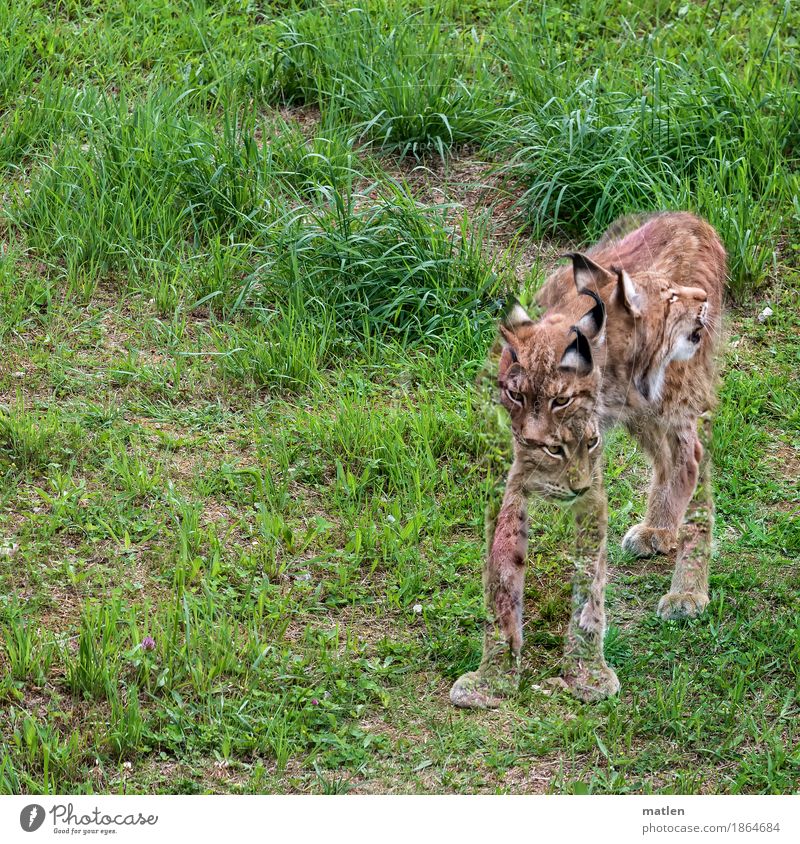 Orientierung l in alle Richtungen Gras Tier 1 stehen braun grün Luchs umsehen mehrköpfig Montage blickwechsel wo mir der kopf steht Homunkulus Farbfoto