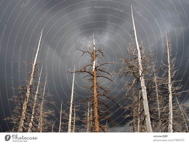 Stumme Ankläger. Holz Baum Wald Waldsterben Forstwirtschaft Natur Klimaschutz Naturkatastrophe Umwelt Umweltschutz Tod Vergänglichkeit Industrie Saurer Regen