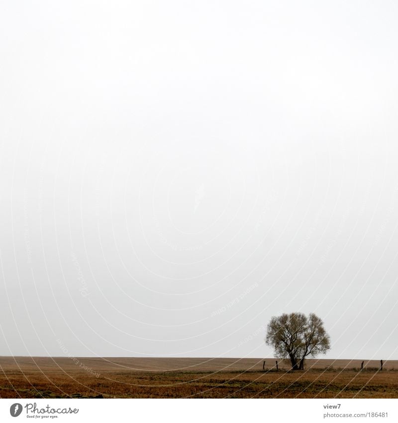 kalt. Umwelt Landschaft Himmel Wolken Wetter schlechtes Wetter Dürre Pflanze Baum Wiese Feld dunkel authentisch einfach Ferne positiv schön trist braun ruhig