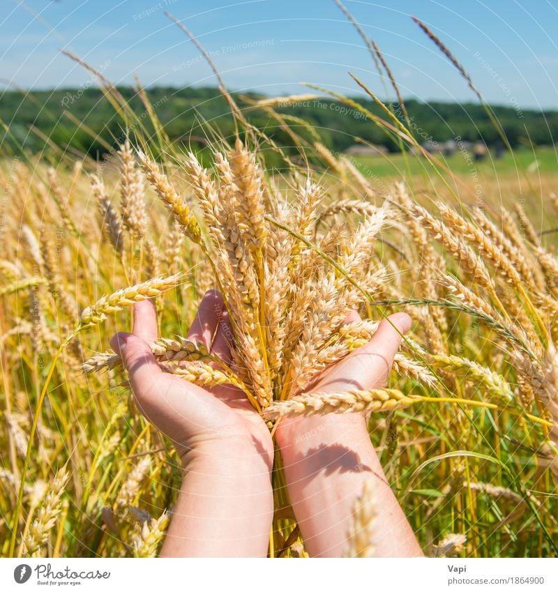 Weizen in den Händen Brot Sommer Frau Erwachsene Hand Natur Landschaft Pflanze Herbst Gras Nutzpflanze Wiese Feld Wald Wachstum natürlich gelb gold grün