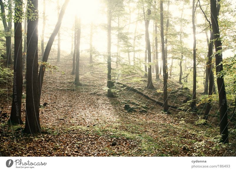 Sonne kommt ... Leben Wohlgefühl Erholung ruhig Umwelt Natur Landschaft Baum Wald einzigartig Energie Freiheit geheimnisvoll Idylle Kraft nachhaltig träumen